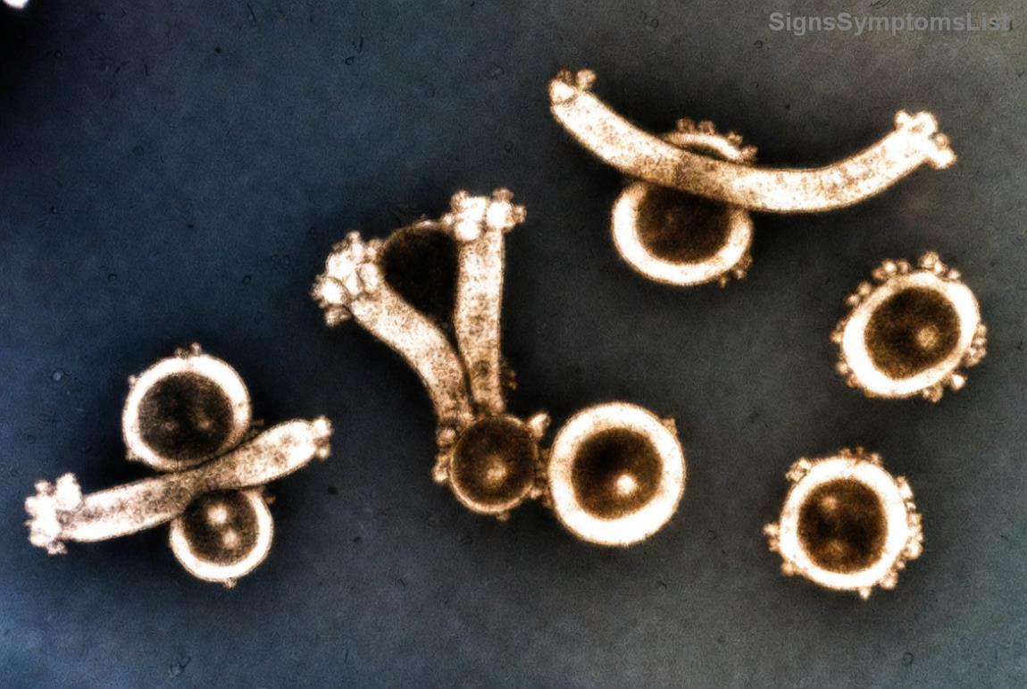 Nuts and seeds promoting endometrial cancer healing