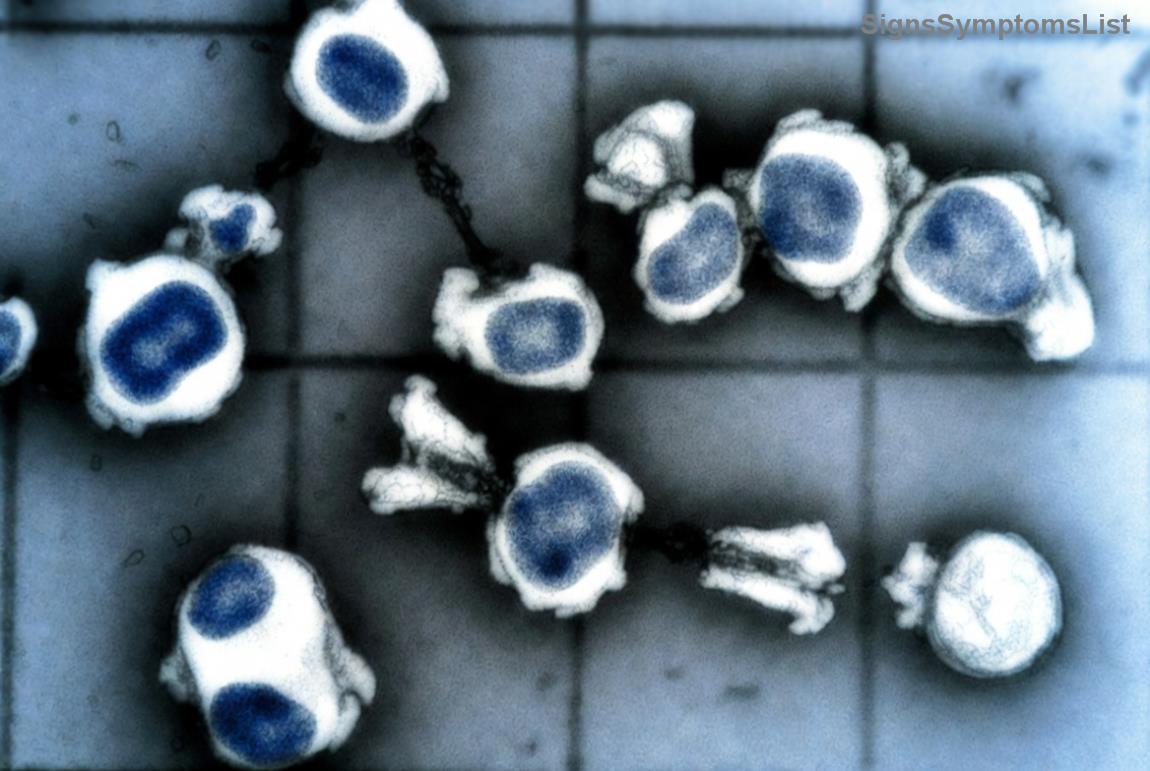 Fresh ingredients for low-iodine meals supporting thyroid health