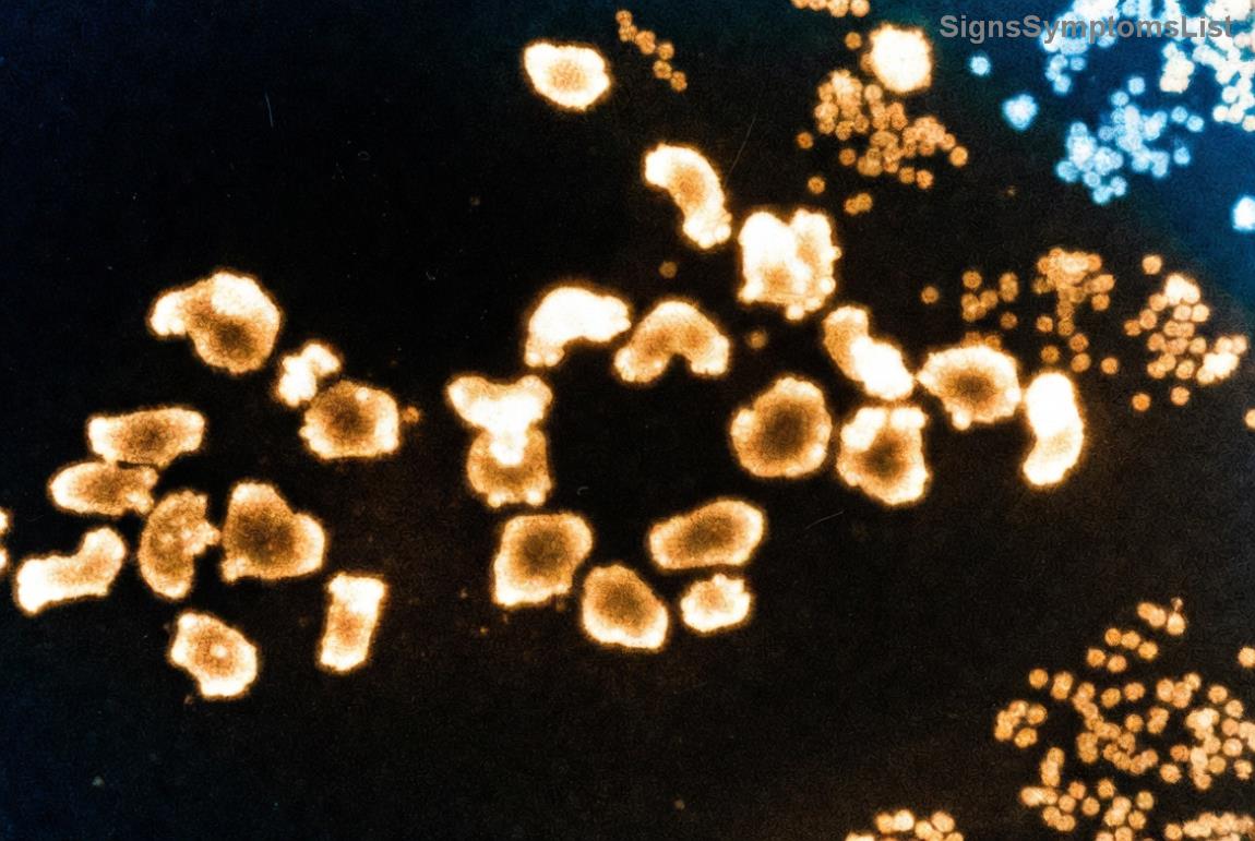 Colorful array of safe, nutrient-dense foods like fruits, vegetables, and proteins arranged appealingly, inspiring healthy eating for cancer patients