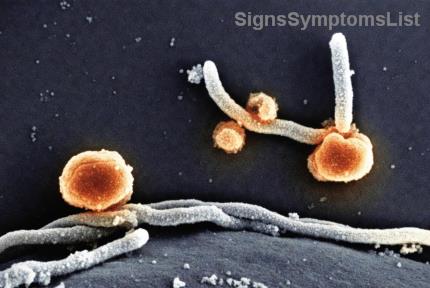 小餐大能量：胰腺癌患者进食策略指南，轻松提升活力