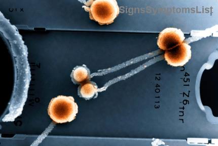 Unlock Prostate Health: 5 Power-Packed Foods to Supercharge Recovery and Vitality