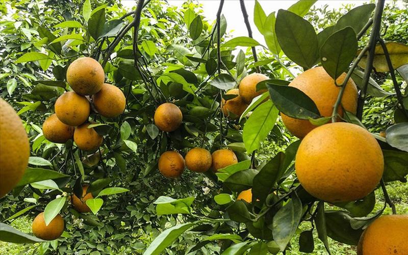 Les femmes enceintes souffrant de diarrhée doivent-elles boire du jus d'orange ?