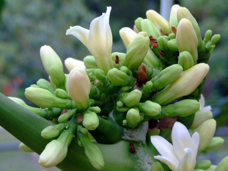 Efectos secundarios e intoxicación por flor de papaya masculina