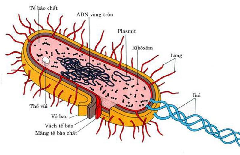 O que são bactérias?  Qual é a estrutura das bactérias?