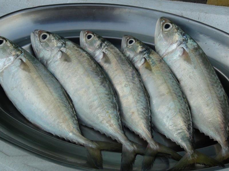 Does tilapia contain mercury and how to choose fish?