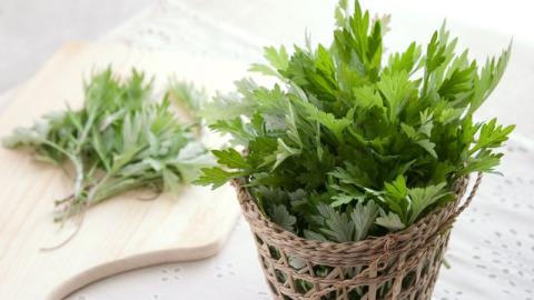 Safe and effective way to treat colds with wormwood leaves