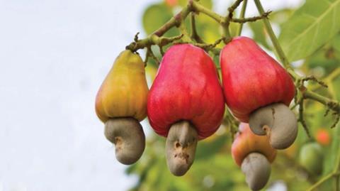 Can cashews be eaten raw? Uses of cashews when eating