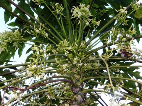Побочные эффекты и отравление мужскими цветками папайи