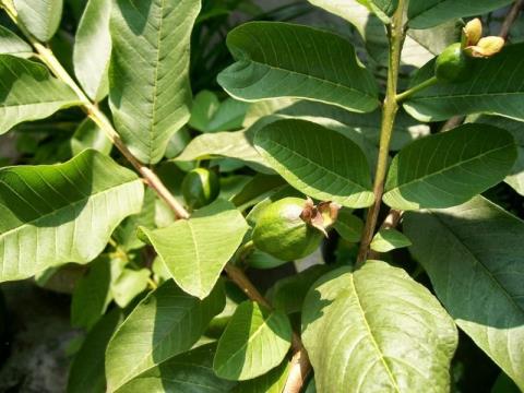 Die sichere Behandlung von Neurodermitis mit Guavenblättern sorgt für extrem schnelle Ergebnisse