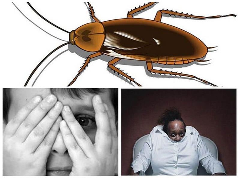 Синдром боязни тараканов: причины и способы преодоления страха