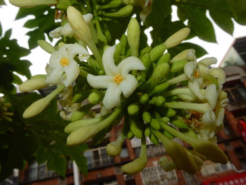 Skutki uboczne i zatrucie męskim kwiatem papai
