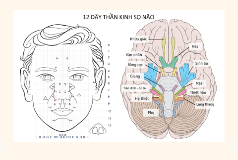 12 пар черепно-мозговых нервов: строение, расположение, функции и некоторые сопутствующие заболевания.