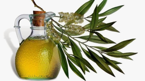 Como usar o óleo de eucalipto para ajudar a reduzir os sintomas do resfriado
