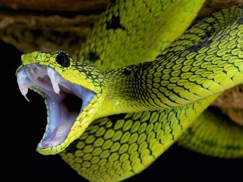 Intoxication alcoolique des serpents : causes, traitement et prévention