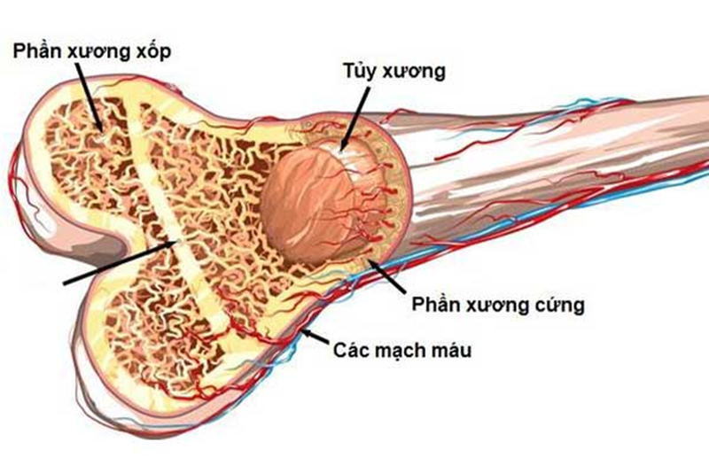 Answer: How is bone structure?  Why do bones elongate?