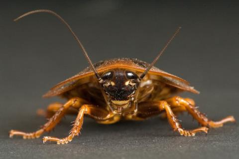 Kakerlaken-Angst-Syndrom: Ursachen und Wege zur Überwindung der Angst