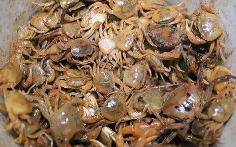 Est-il vrai que les crabes de cuivre imbibés dalcool sont efficaces pour traiter larthrose ?