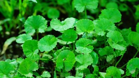Can I eat gotu kola after rhinoplasty? Note when taking care after rhinoplasty you should know