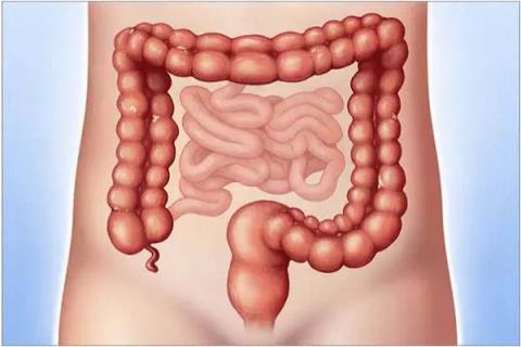 What is the structure and function of the human colon?
