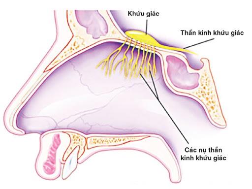 鼻子的結構和生理功能