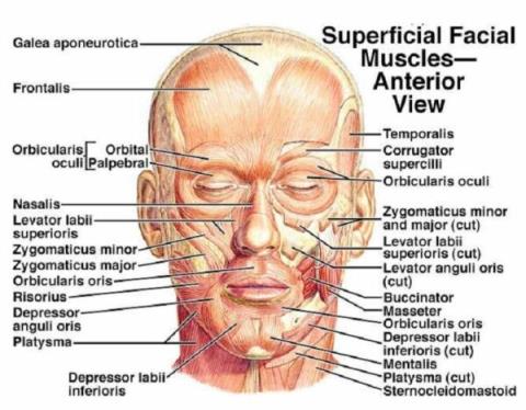 What you need to know about facial acupuncture