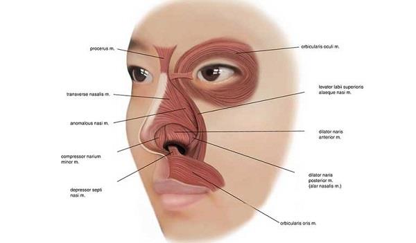 Estructura y función fisiológica de la nariz.