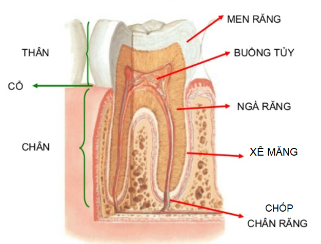 เคลือบฟัน : โครงสร้างที่แข็งแกร่งที่สุดในร่าง!