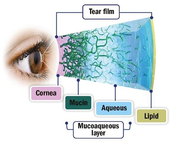 ต่อมน้ำตา: ลักษณะทางกายวิภาคและการทำงาน