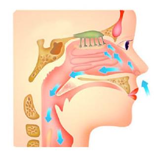 Structure et fonction physiologique du nez