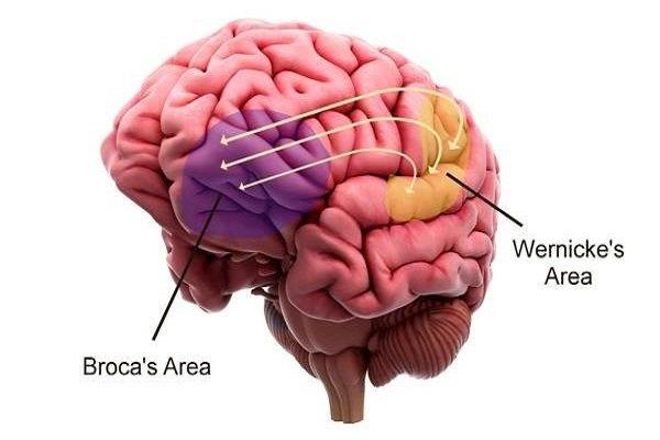 Lóbulo frontal: estructura anatómica y función