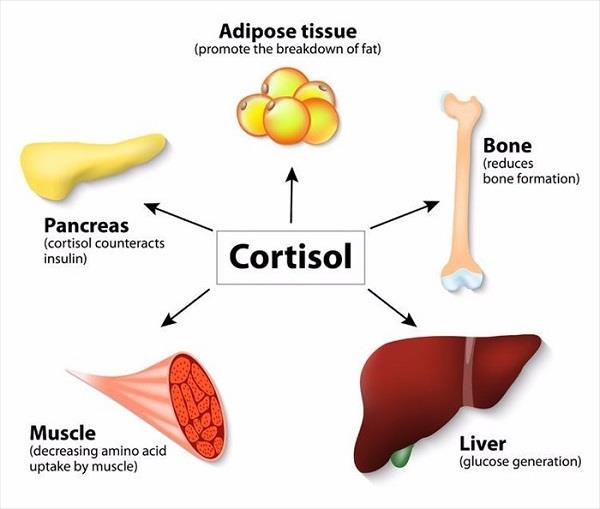 Cortisol: The stress hormone and what you should know