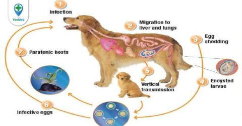 Toxicosis in humans: Is it dangerous?