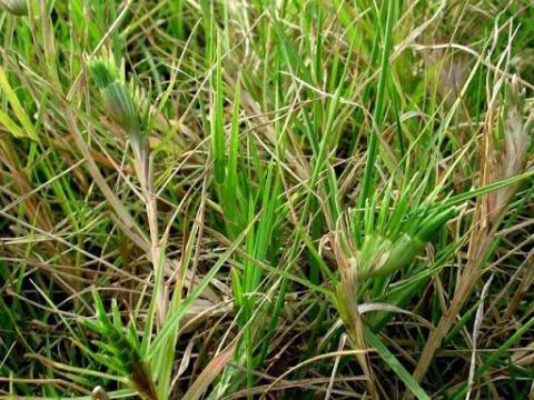 Rumput ayam: obat batuk yang efektif tepat di sebelah Anda