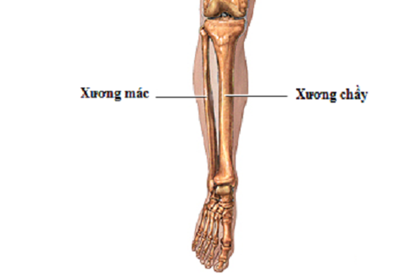 The tibia: location, structure and function