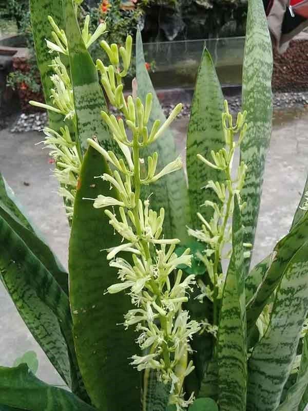 Tiger Tongue: Un rimedio per mal di gola e raucedine