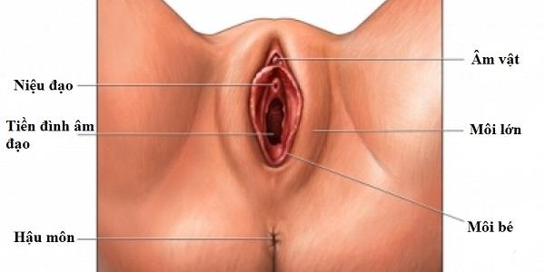 Vagina: ¿Ubicación, función, enfermedades comunes?