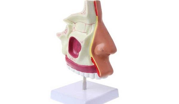 Aufbau und physiologische Funktion der Nase