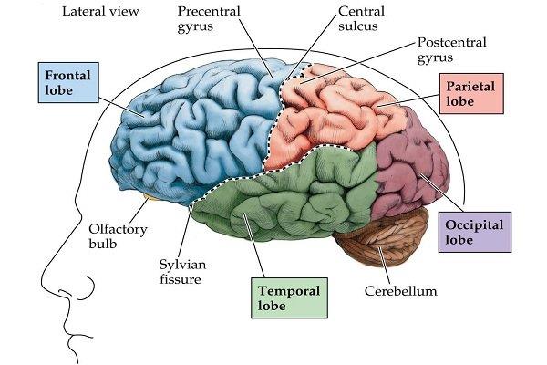 Lobo frontale: struttura anatomica e funzione