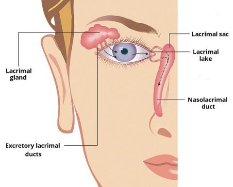 The lacrimal gland: Anatomical and functional features