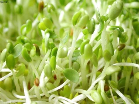 Bean sprouts – Health benefits of sprouts