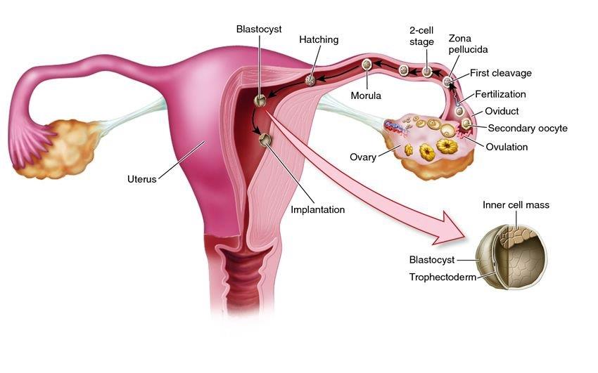 Bagaimana untuk menentukan masa ovulasi dengan mudah dan tepat