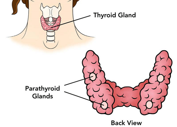 Hypoparathyroidism: What You Didn't Know