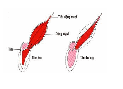 Arterler: Besinleri vücuda taşıyan kan damarları