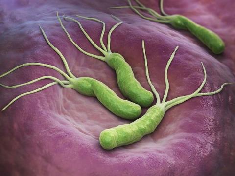 Helicobacter pylori: Musuh diam kesehatan
