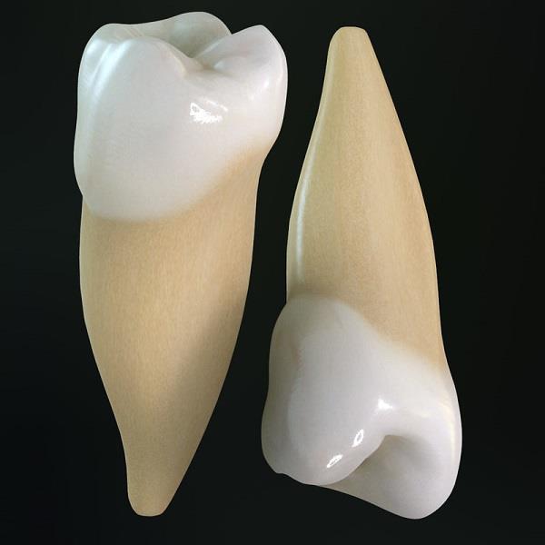Premolars: The replacement teeth for baby teeth