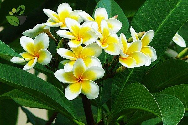 Aster: Bunga harum yang indah dan tanaman obat