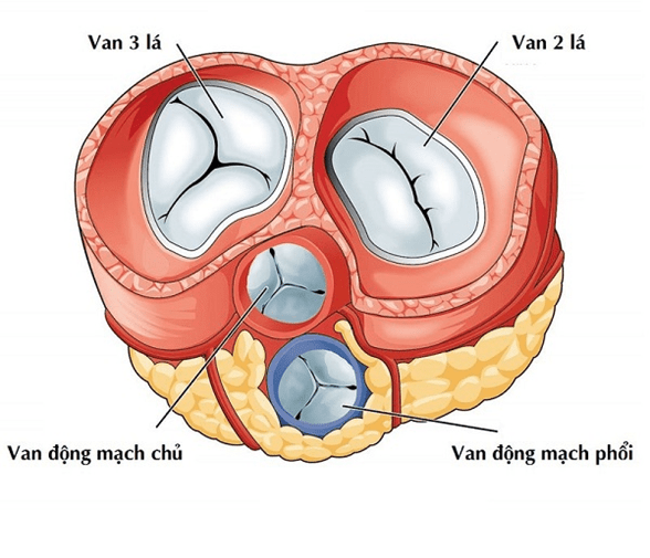 En savoir plus sur le prolapsus de la valve mitrale