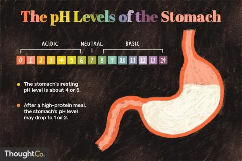 Stomach acid and gastric juice formation