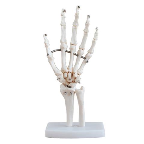 Hand bones: A delicate bone structure