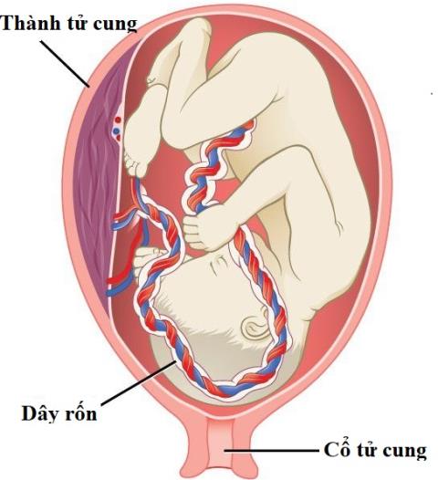 Umbilical cord: overview and common problems